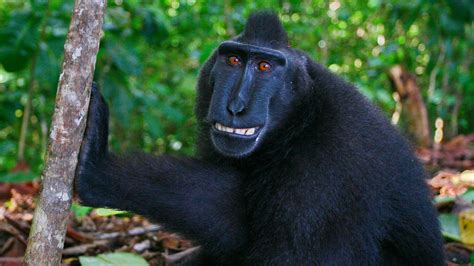 skinsmonkey|SkinsMonkey .